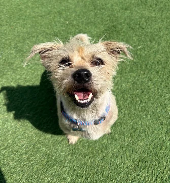 Dave, 7yo mixed breed for adoption at Thornberry Animal Sanctuary