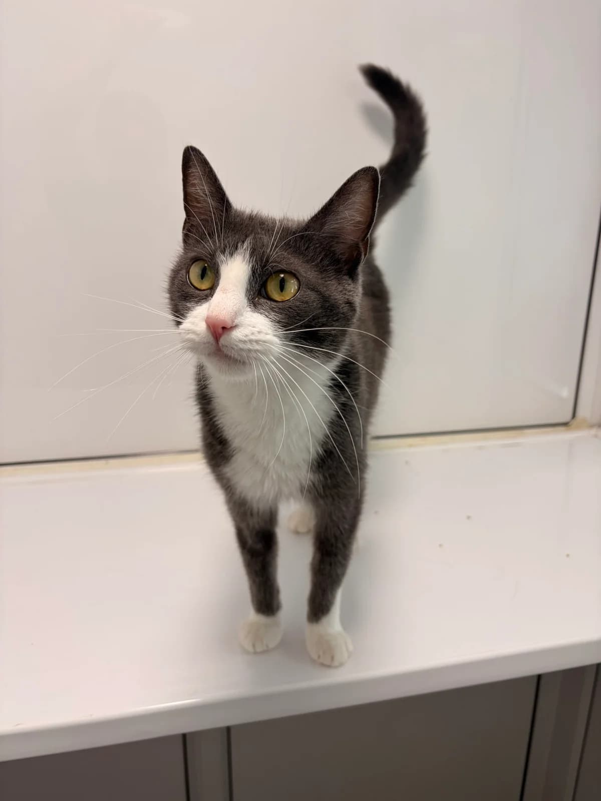 Mavis, puppy Mixed Breed Cat for adoption at Thornberry Animal Sanctuary