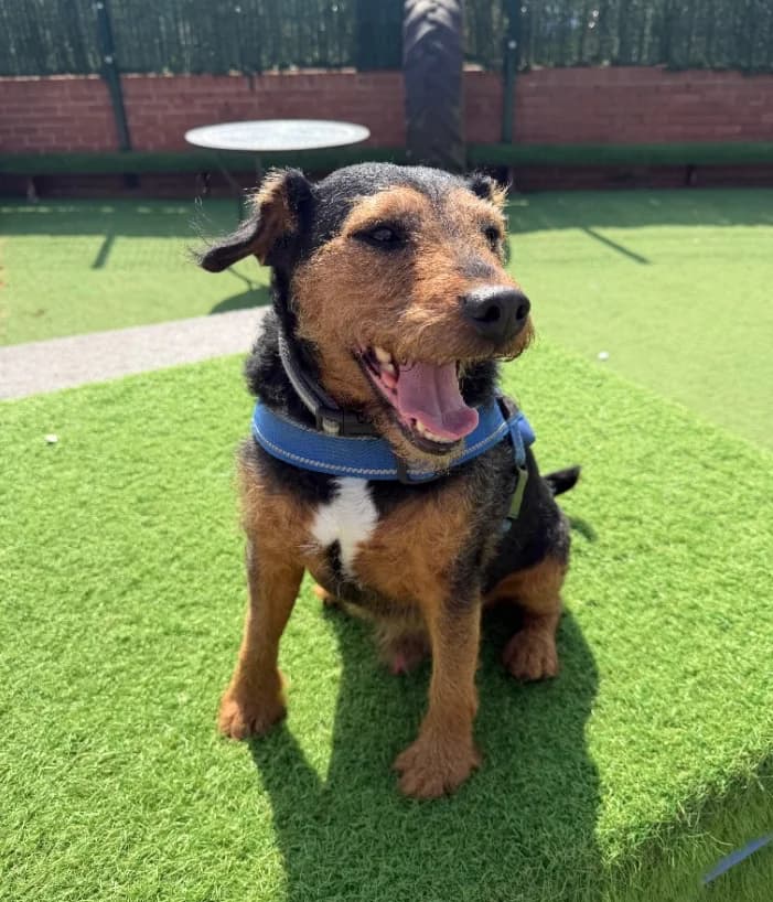Fred, senior mixed breed for adoption at Thornberry Animal Sanctuary