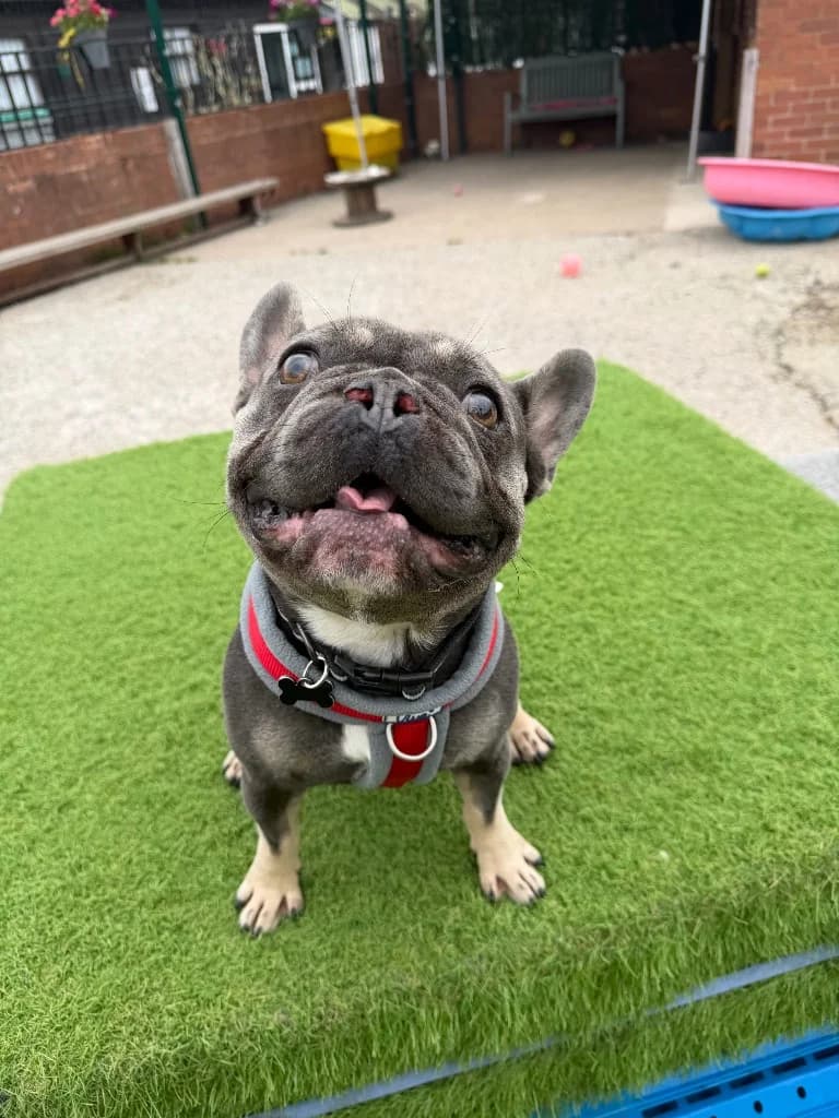 Pablo, young English Bulldog for adoption at Thornberry Animal Sanctuary