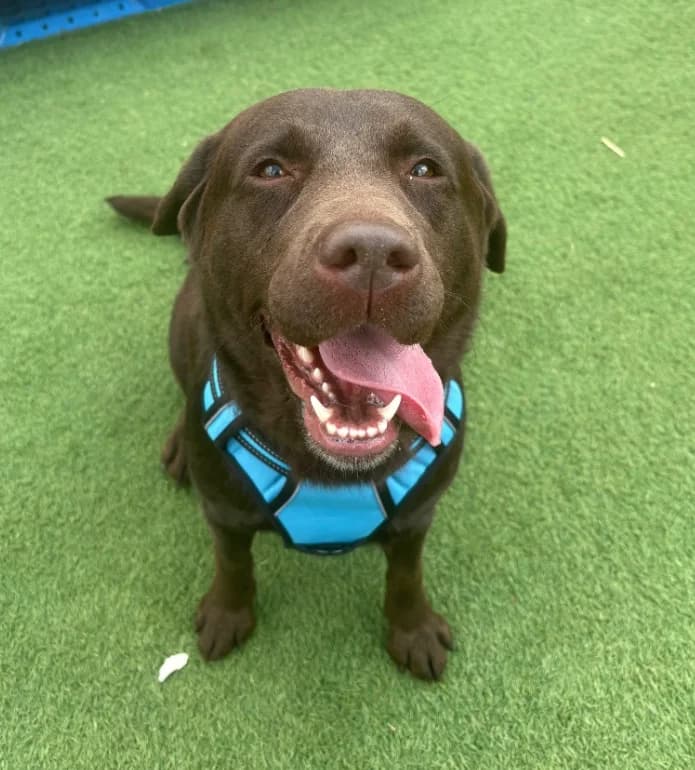 Cleo, 4yo Labrador Retriever for adoption at Thornberry Animal Sanctuary