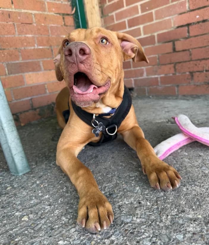 Stuart, Mixed Breed for adoption at Thornberry Animal Sanctuary