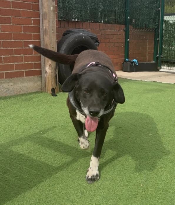 Poppy, senior Basset Hound for adoption at Thornberry Animal Sanctuary