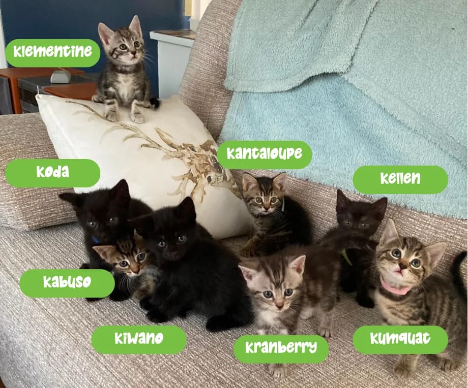 Kiwi’, puppy Mixed Breed Cat for adoption at Thornberry Animal Sanctuary