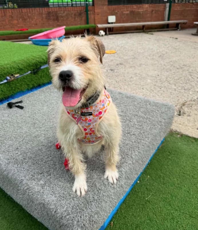 May, Mixed Breed for adoption at Thornberry Animal Sanctuary