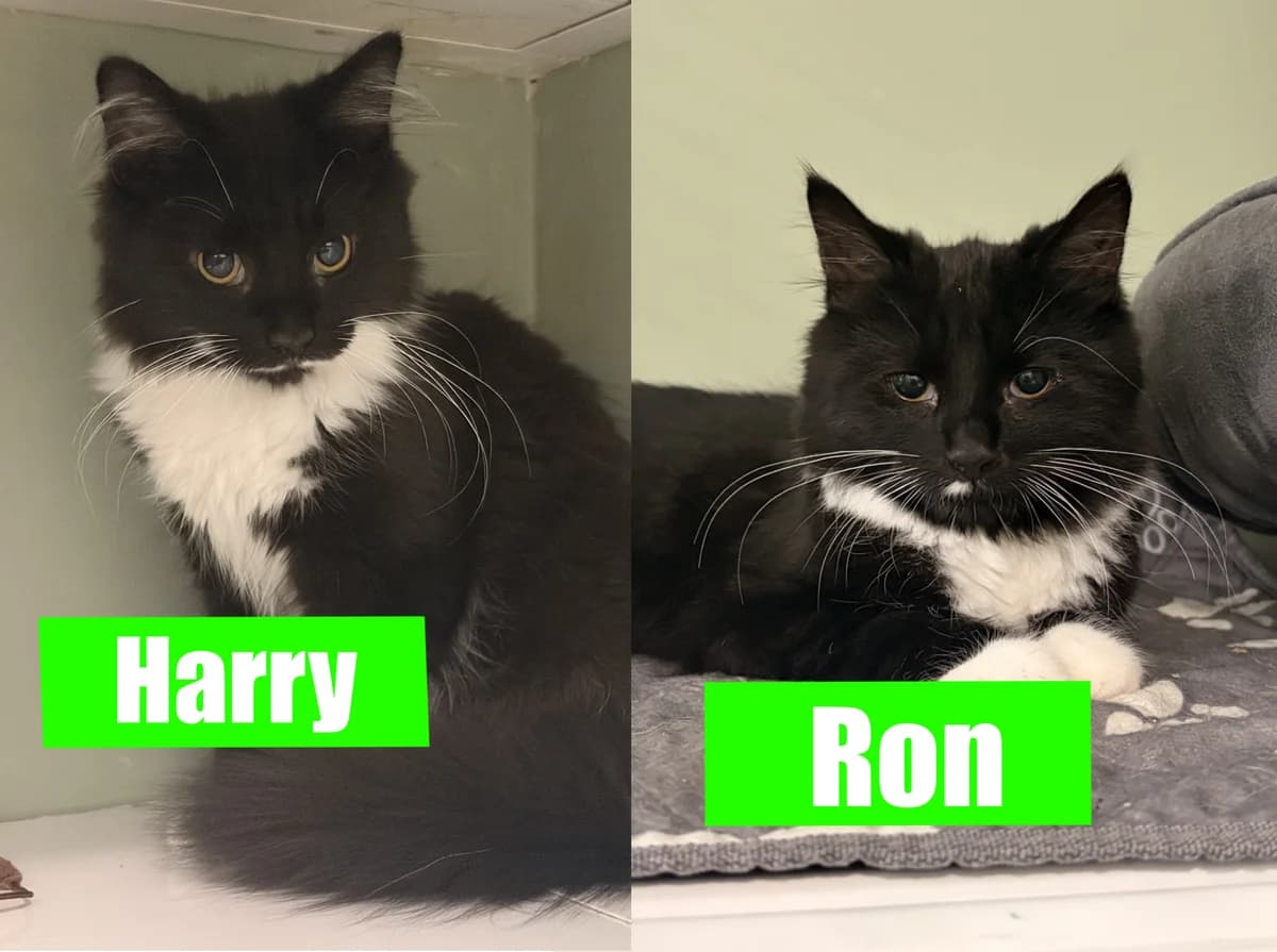 Harry &, Mixed Breed Cat for adoption at Thornberry Animal Sanctuary