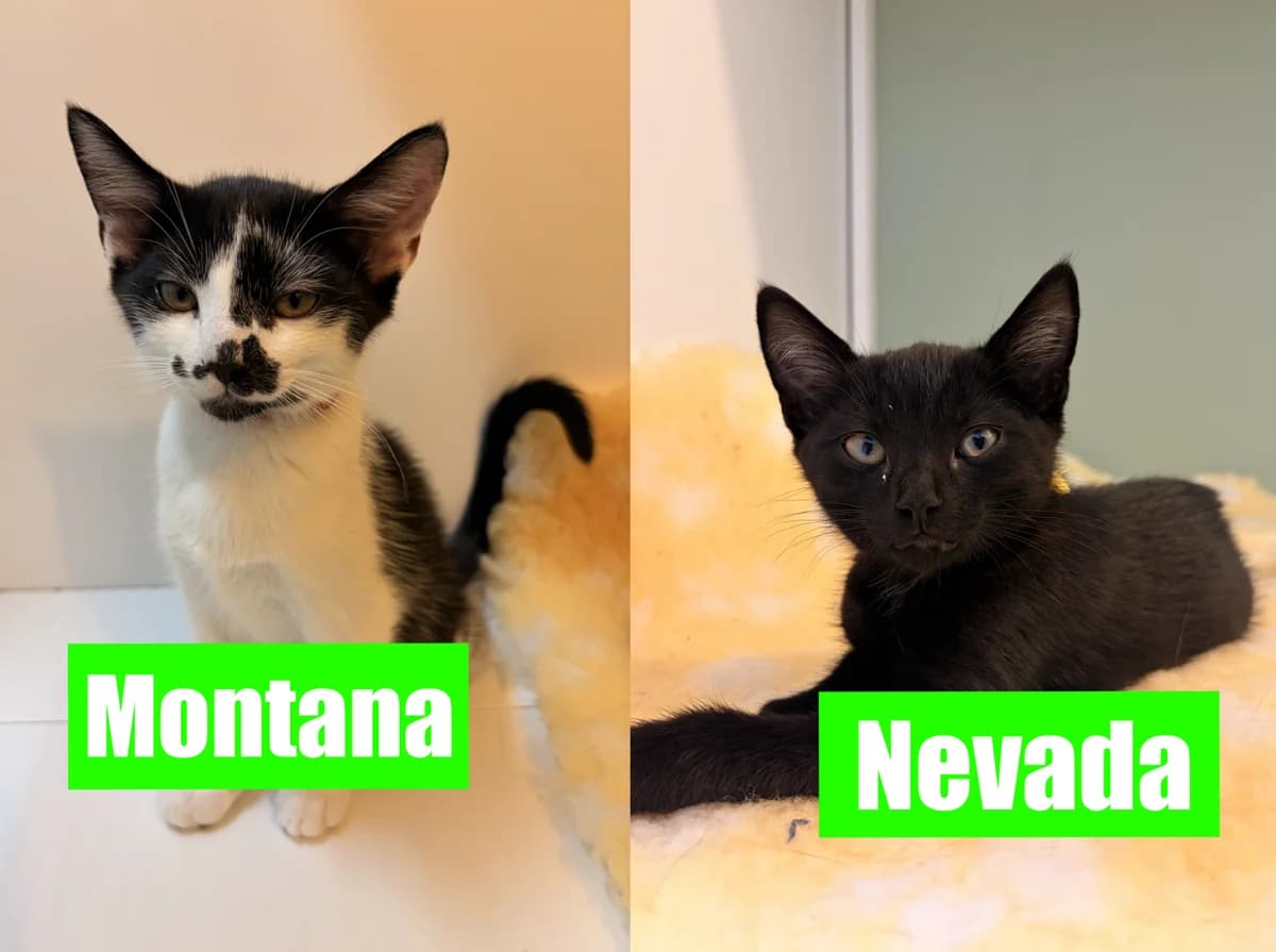 Montana &, Mixed Breed Cat for adoption at Thornberry Animal Sanctuary