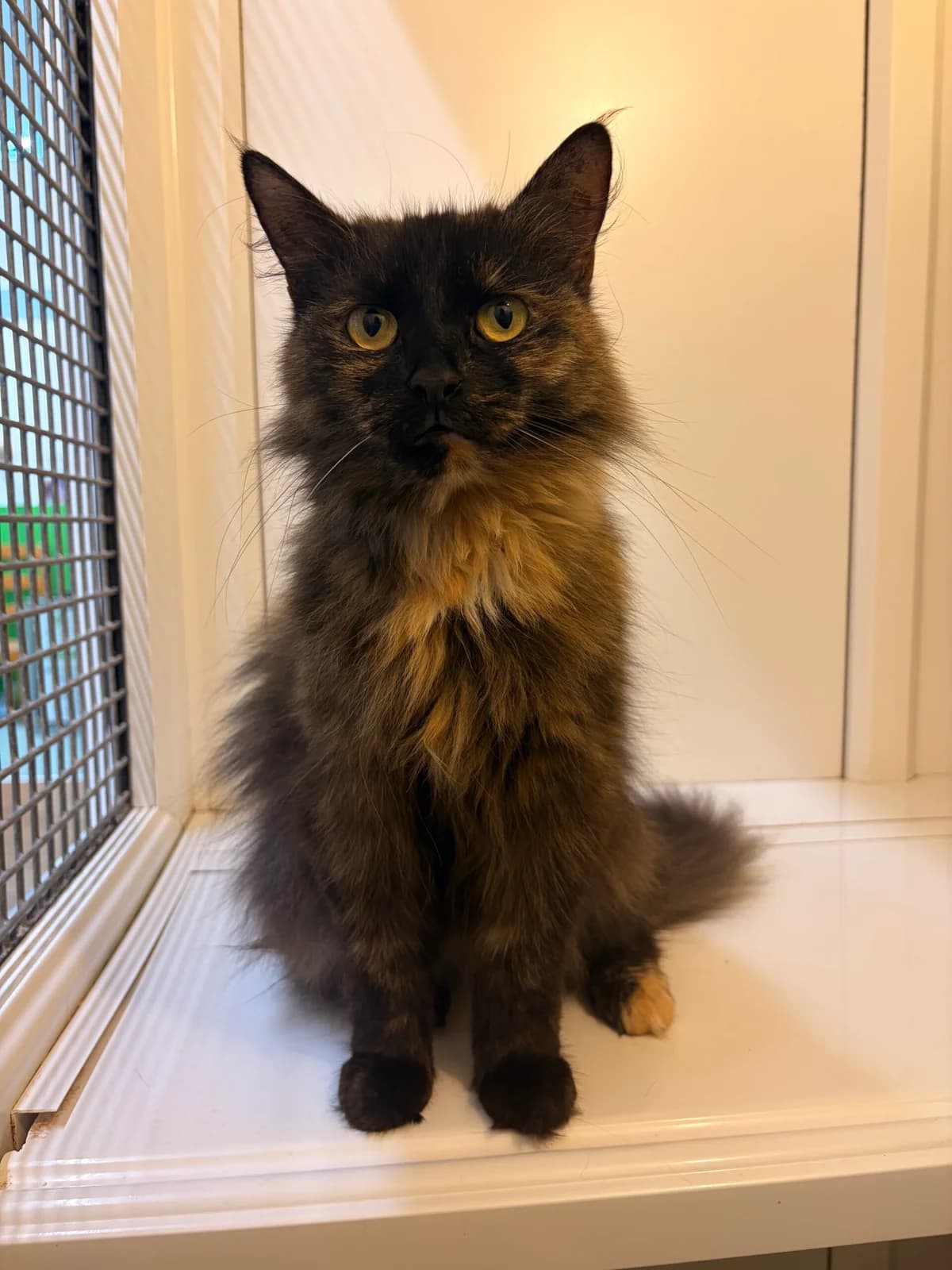 Maggy, 4yo Mixed Breed Cat for adoption at Thornberry Animal Sanctuary