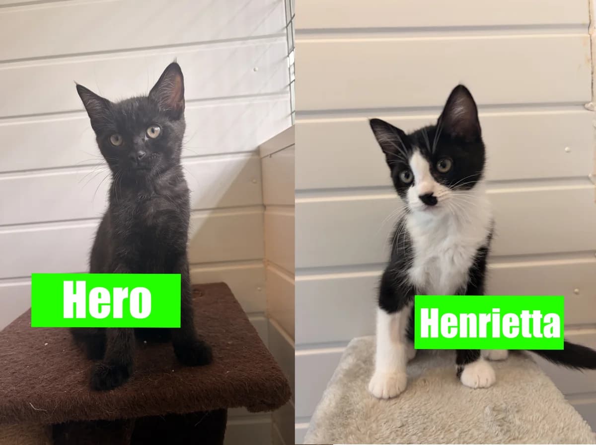 Hero &, Mixed Breed Cat for adoption at Thornberry Animal Sanctuary