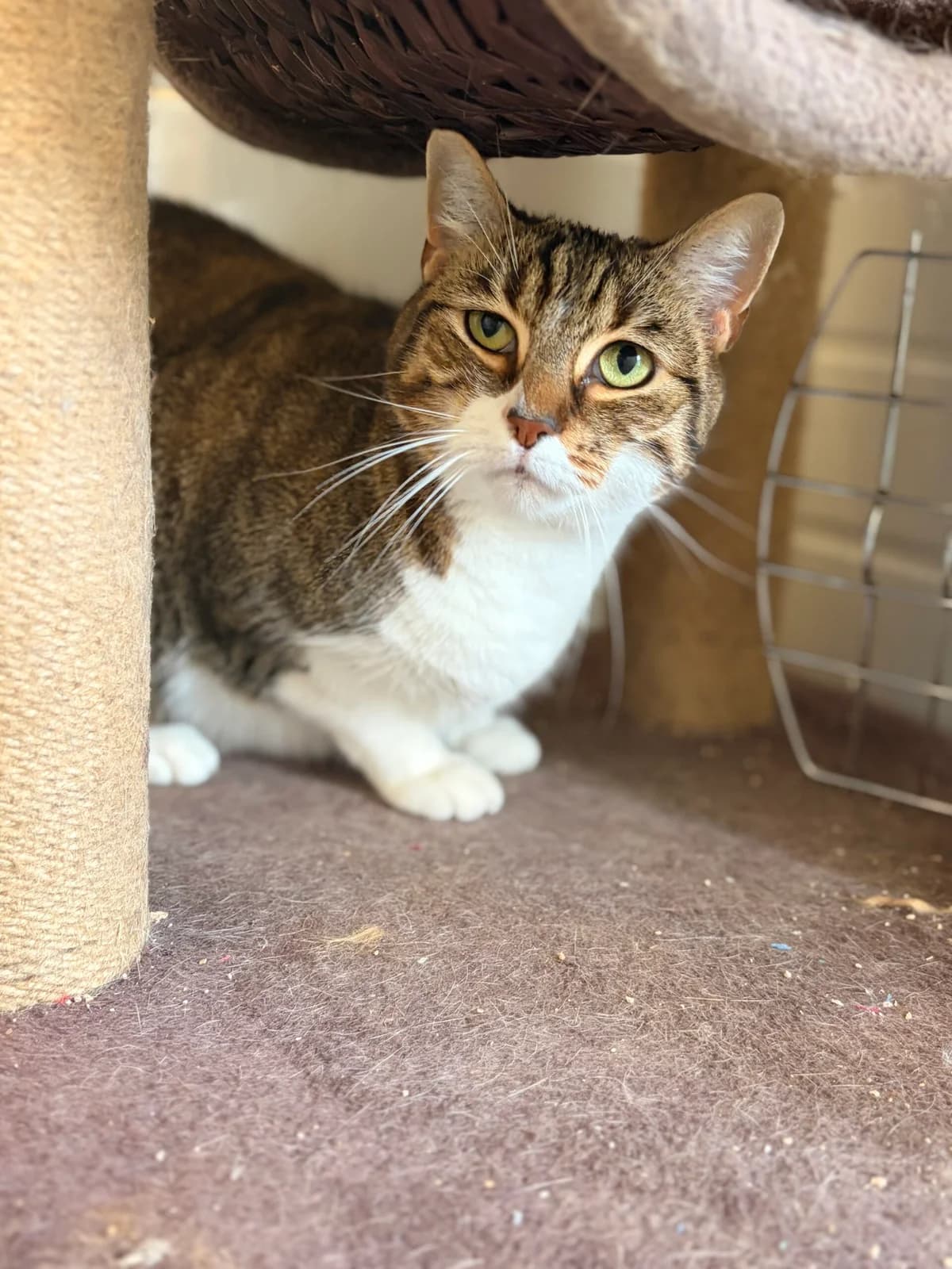 Alpine, 4yo Mixed Breed Cat for adoption at Thornberry Animal Sanctuary