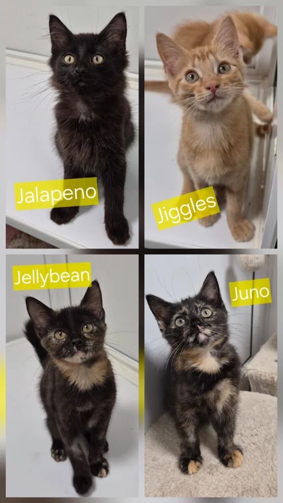 Junies kittens, puppy Mixed Breed Cat for adoption at Thornberry Animal Sanctuary