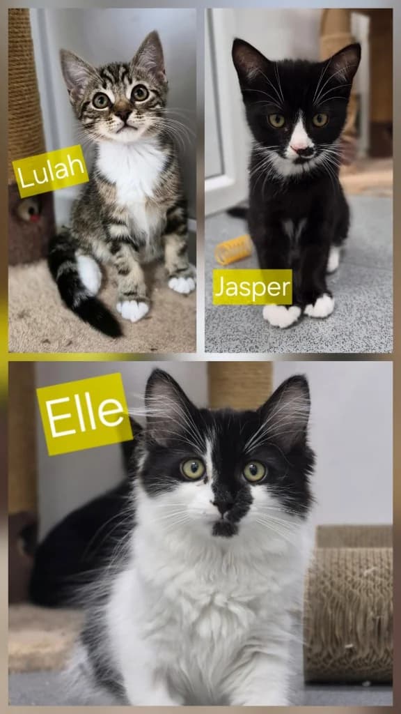 Lulah, Jasper &, puppy mixed breed for adoption at Thornberry Animal Sanctuary