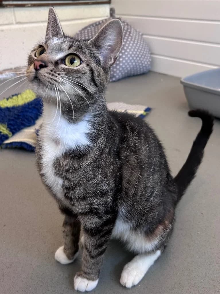 Effie, young Mixed Breed Cat for adoption at Thornberry Animal Sanctuary