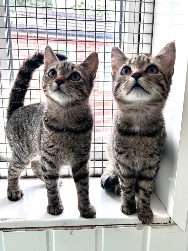 Vinny &, Mixed Breed Cat for adoption at Thornberry Animal Sanctuary