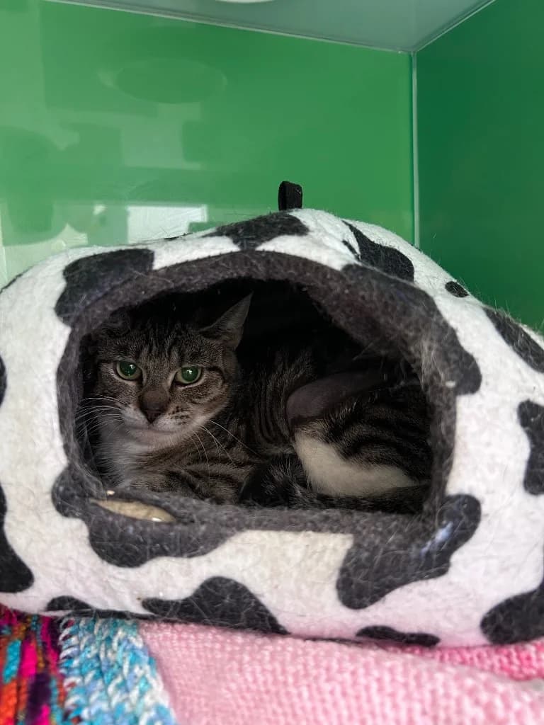 Xena (cow print bed included!), young Mixed Breed Cat for adoption at Thornberry Animal Sanctuary