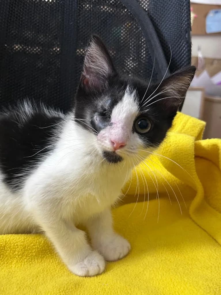 Talia, Mixed Breed Cat for adoption at Thornberry Animal Sanctuary