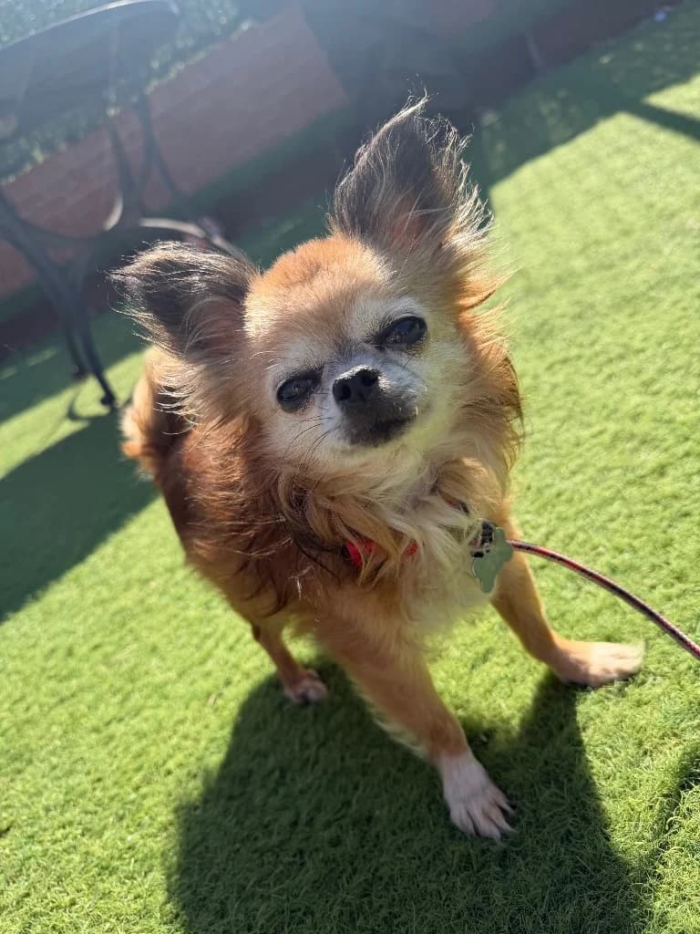 Mr Beans, senior Chihuahua for adoption at Thornberry Animal Sanctuary