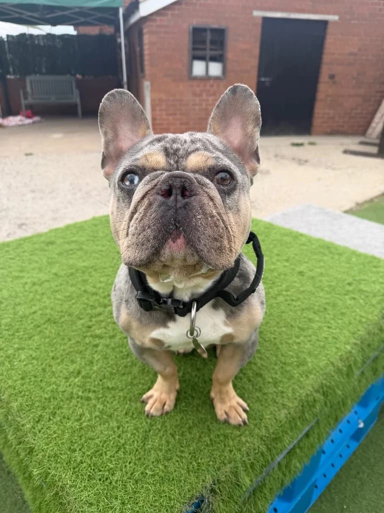 Tank, 3yo English Bulldog for adoption at Thornberry Animal Sanctuary