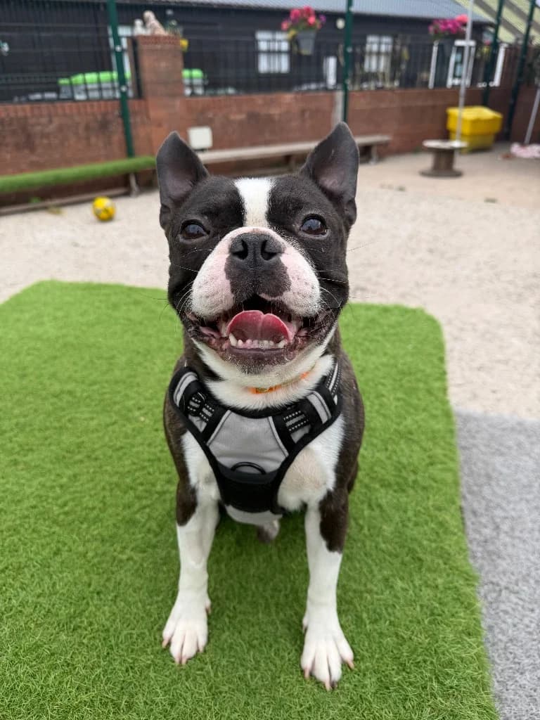 Graham, 4yo Boston Terrier for adoption at Thornberry Animal Sanctuary