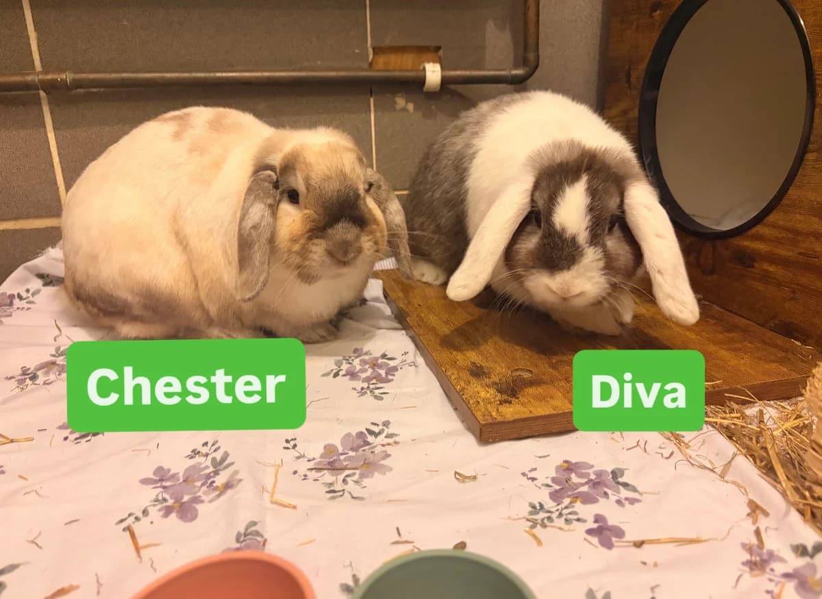 Chester &, young mixed breed for adoption at Thornberry Animal Sanctuary
