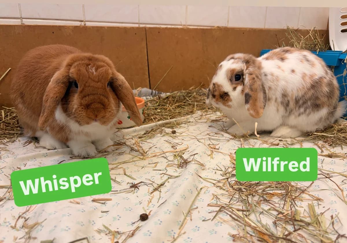 Whisper &, young mixed breed for adoption at Thornberry Animal Sanctuary