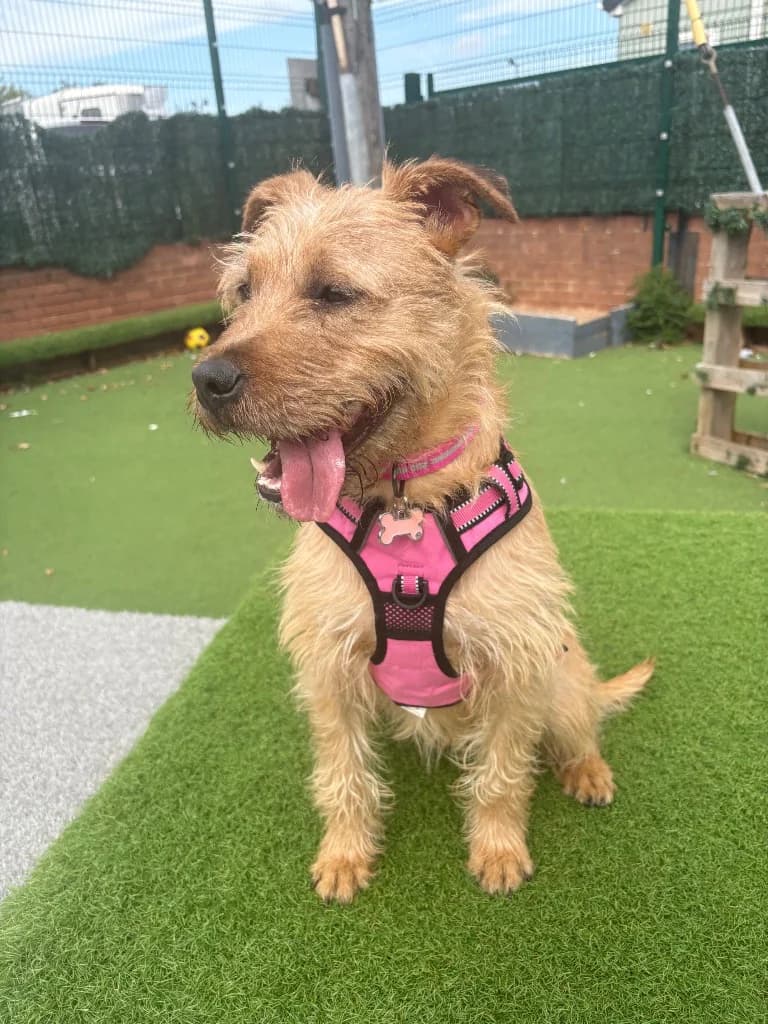 Gwen, young Mixed Breed for adoption at Thornberry Animal Sanctuary