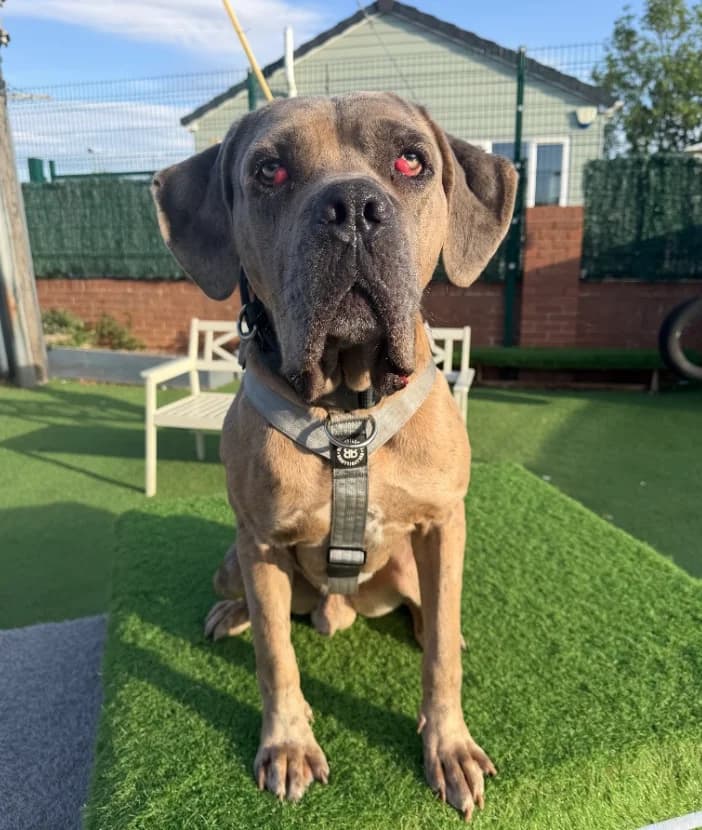 Elliott, Great Dane for adoption at Thornberry Animal Sanctuary