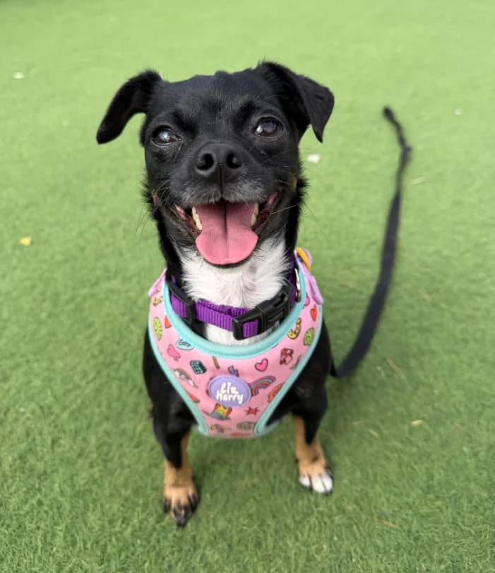 Caramel, 3yo Chihuahua for adoption at Thornberry Animal Sanctuary