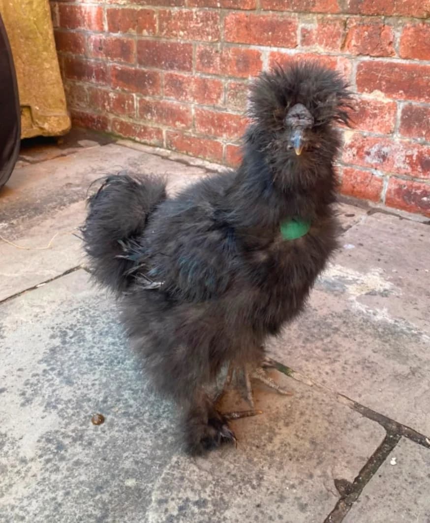 Buff –, Cocker Spaniel for adoption at Thornberry Animal Sanctuary