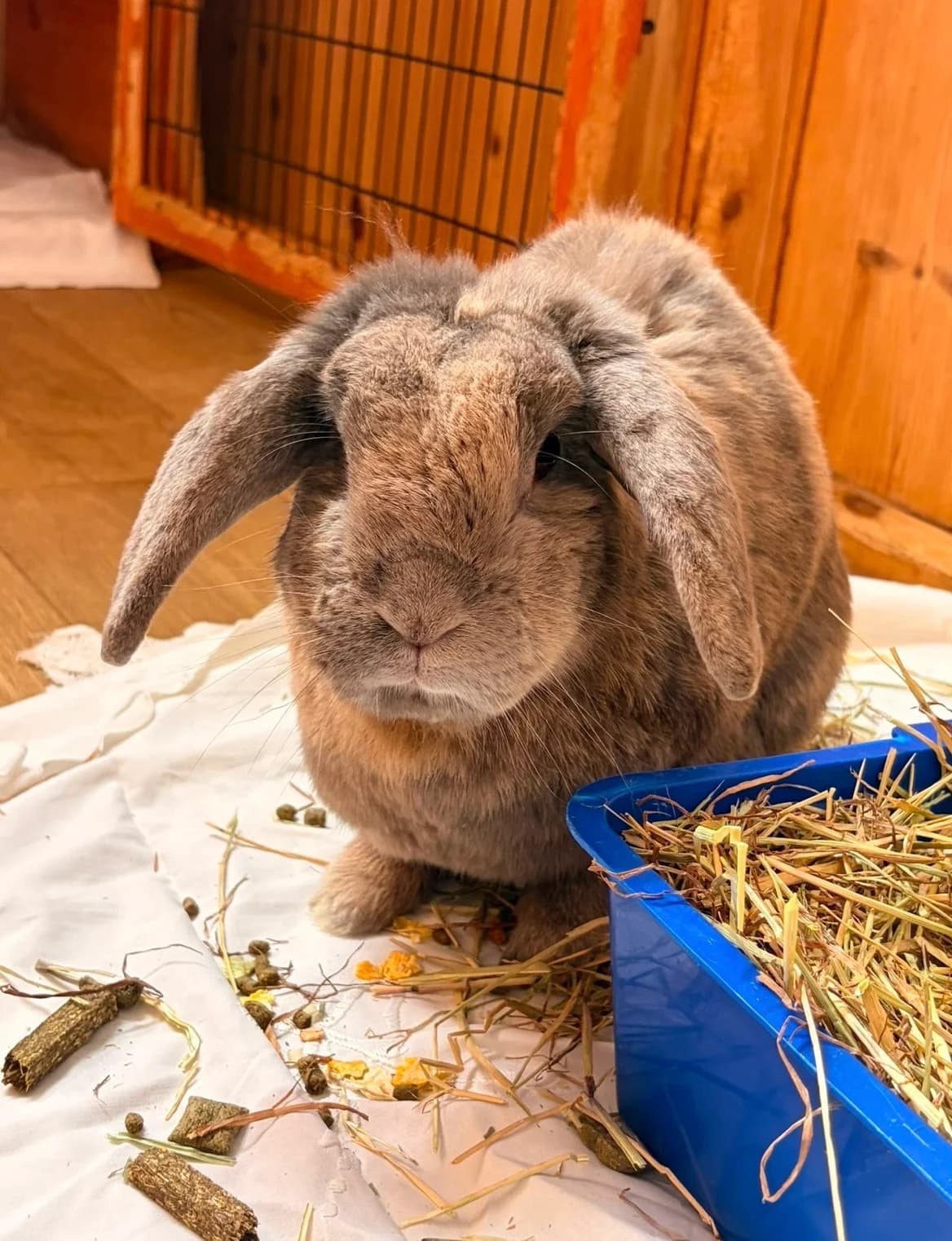Colin, senior mixed breed for adoption at Thornberry Animal Sanctuary