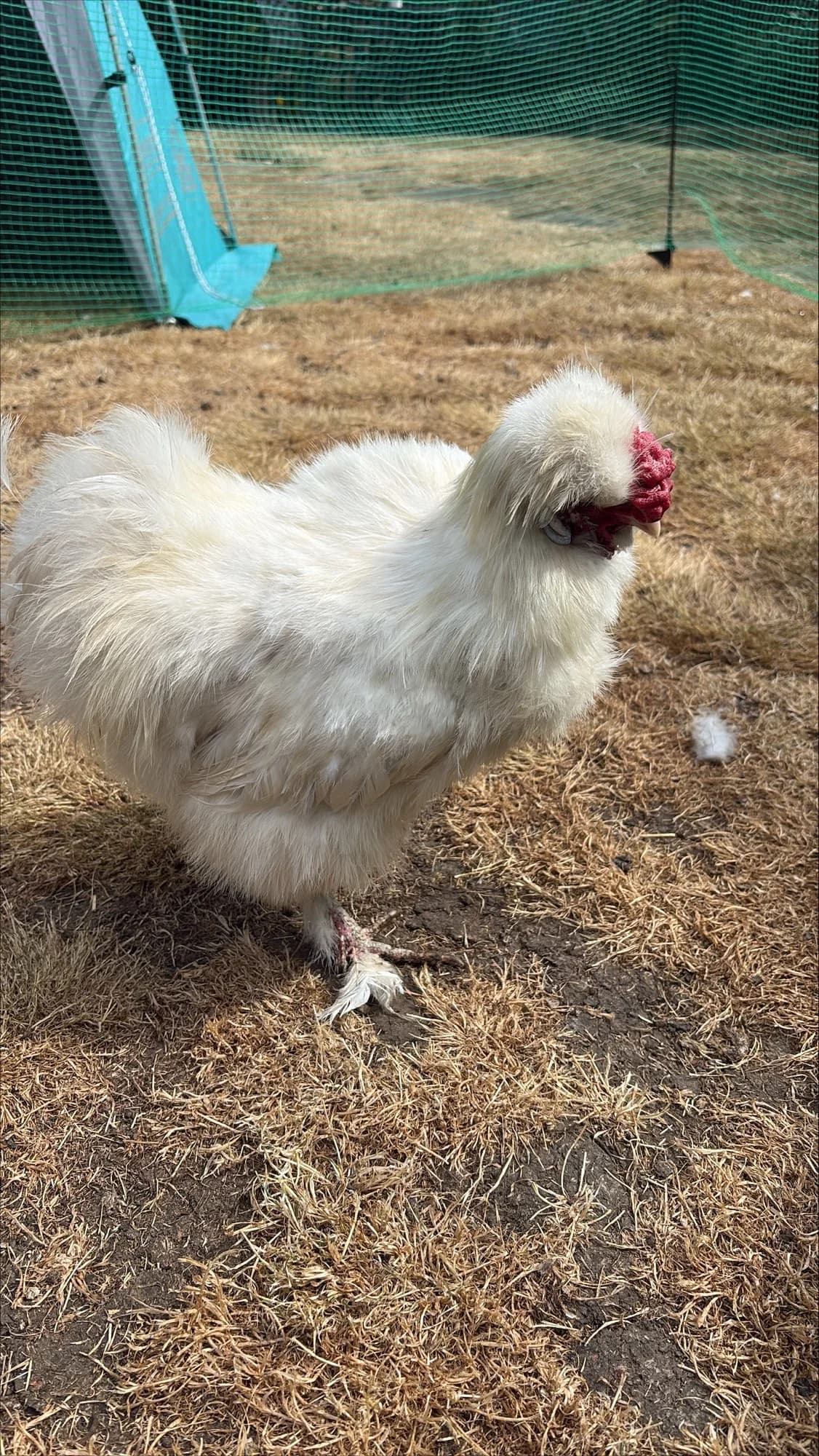 Bernard – Silky Cockerel – 1yr, young Cocker Spaniel for adoption at Thornberry Animal Sanctuary