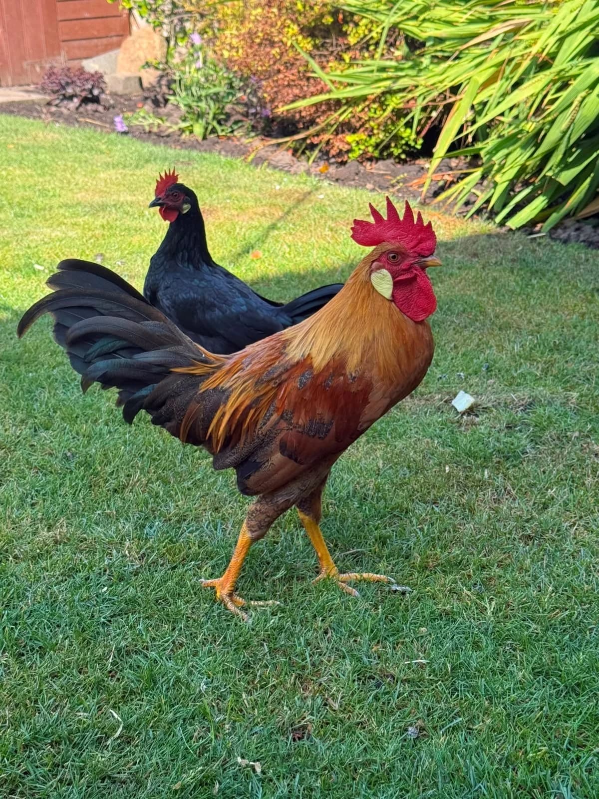 Pedro – 4 month – Leghorn Cockerel, Cocker Spaniel for adoption at Thornberry Animal Sanctuary