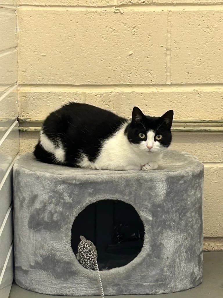 Victoria, young Mixed Breed Cat for adoption at Thornberry Animal Sanctuary