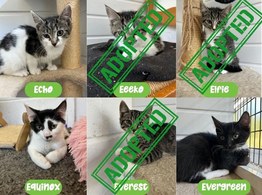 Effie’s kittens, puppy Mixed Breed Cat for adoption at Thornberry Animal Sanctuary