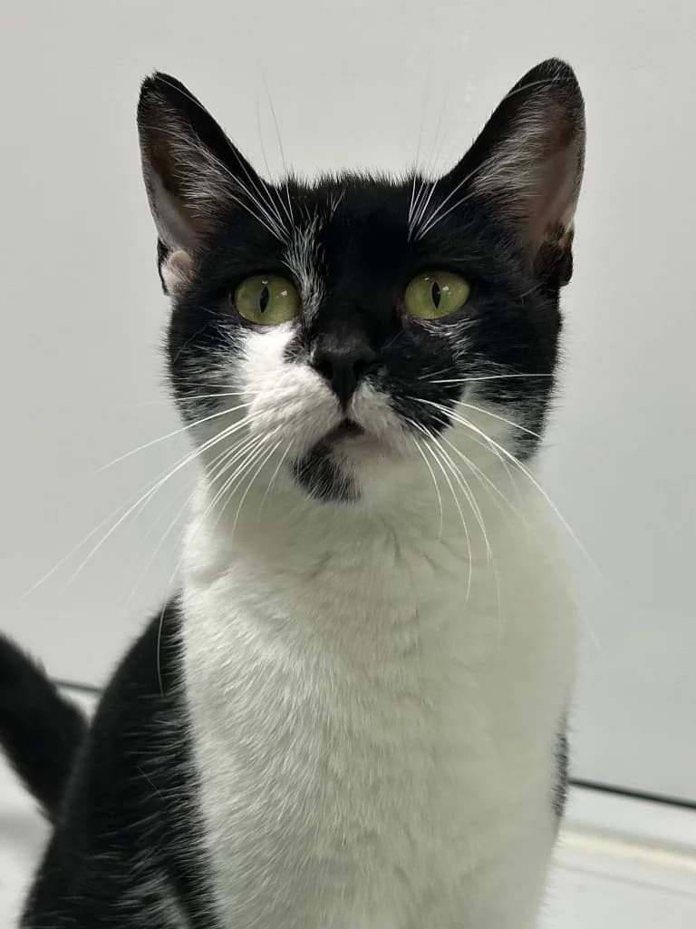 Fruity, young Mixed Breed Cat for adoption at Thornberry Animal Sanctuary