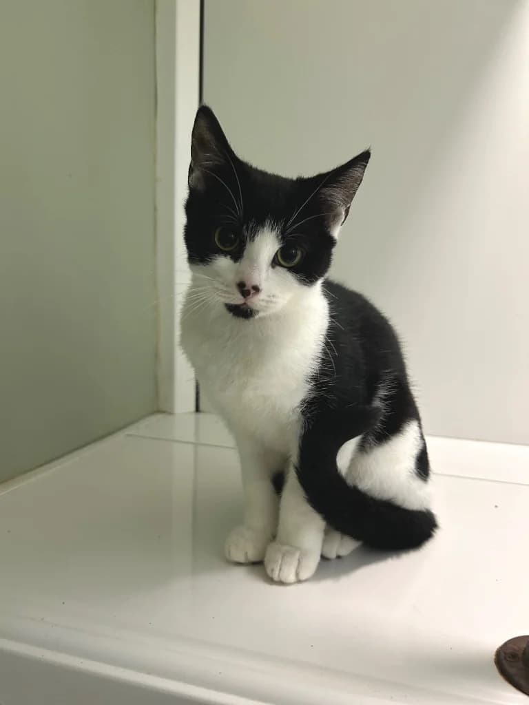 Hayley, puppy Mixed Breed Cat for adoption at Thornberry Animal Sanctuary