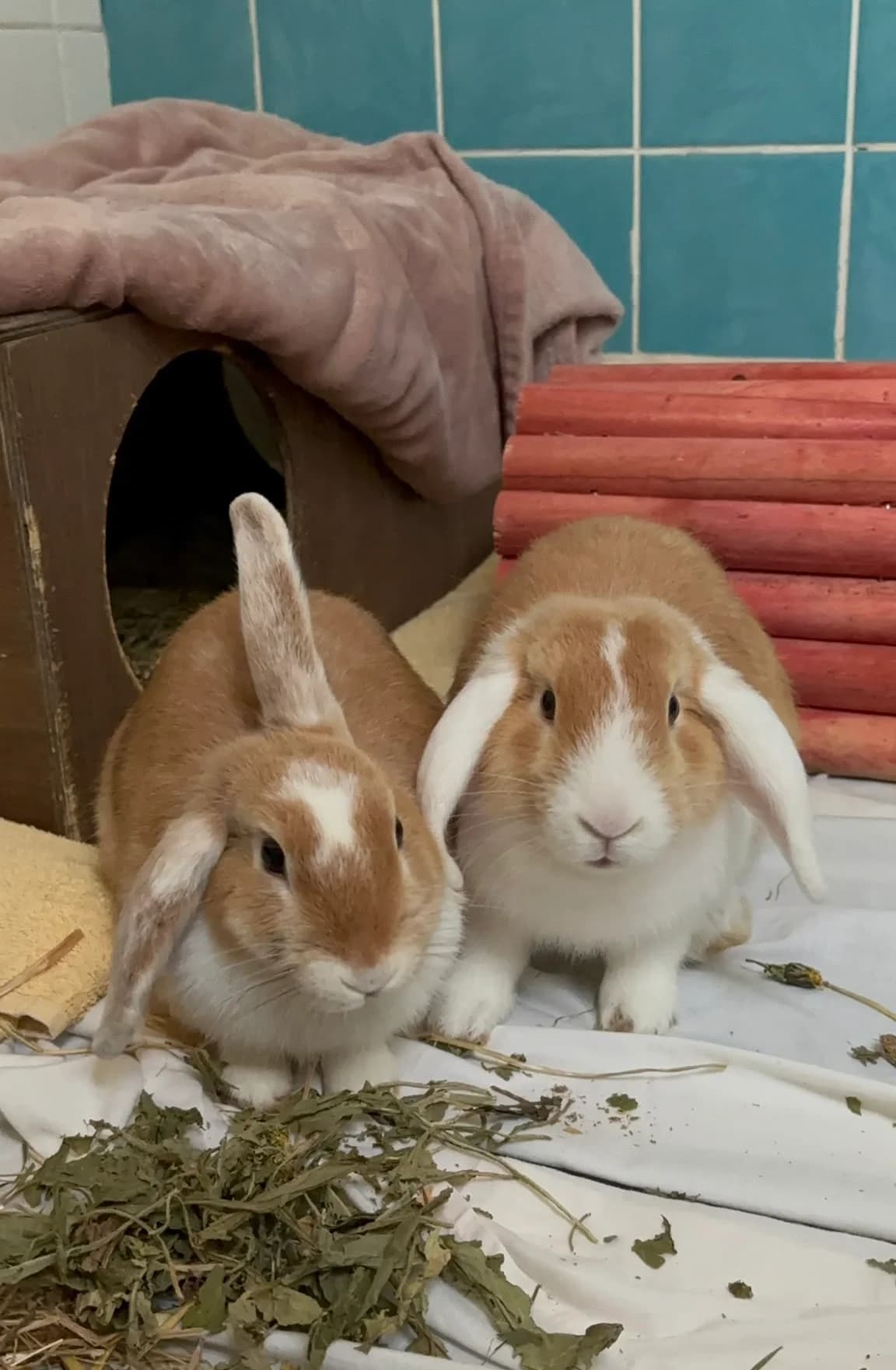 Moon &, mixed breed for adoption at Thornberry Animal Sanctuary