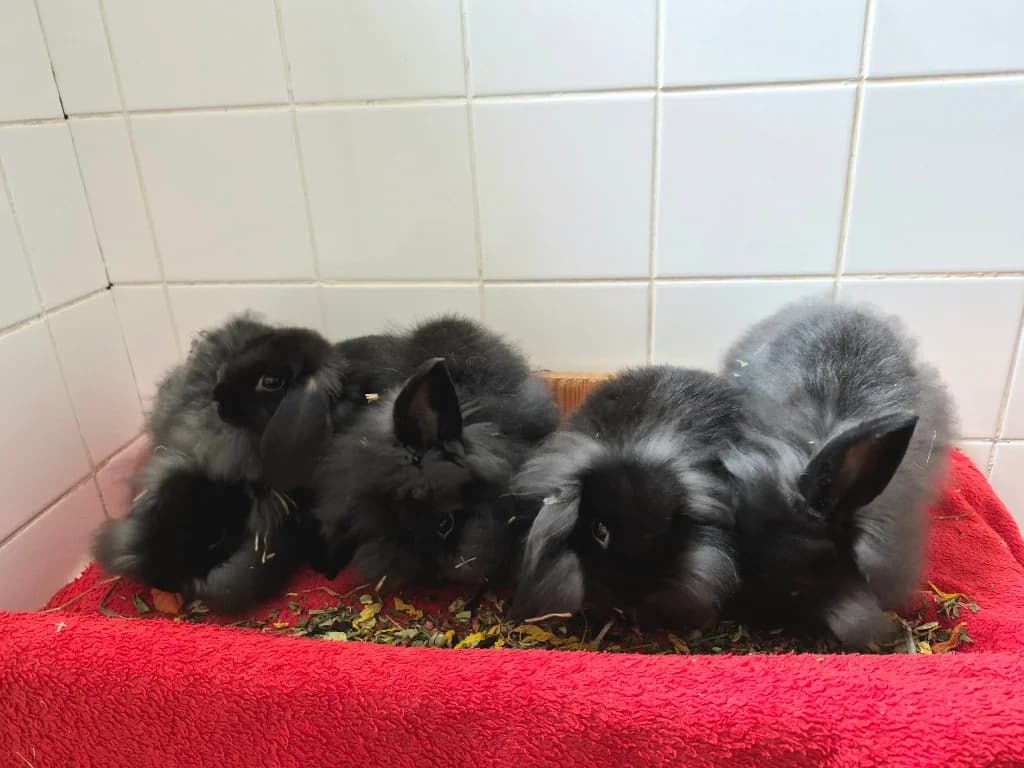 Margaret, Edith, Dorothy, Walter &, mixed breed for adoption at Thornberry Animal Sanctuary