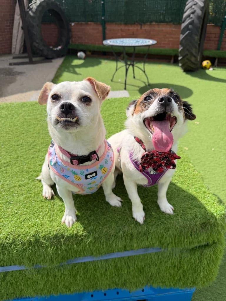 Summer and Sky, 5yo Jack Russell Terrier for adoption at Thornberry Animal Sanctuary