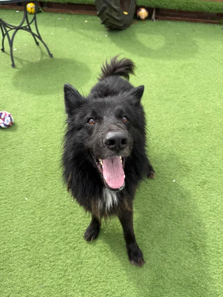 Ren, 4yo German Shepherd for adoption at Thornberry Animal Sanctuary