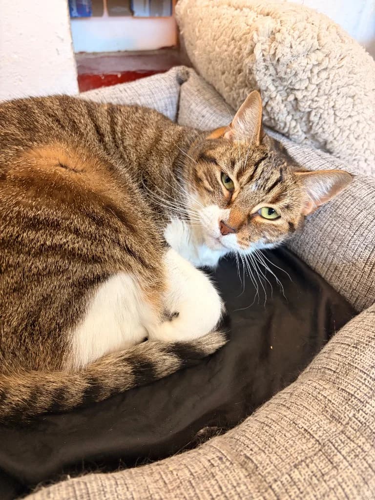 Alpine, 4yo Mixed Breed Cat for adoption at Thornberry Animal Sanctuary
