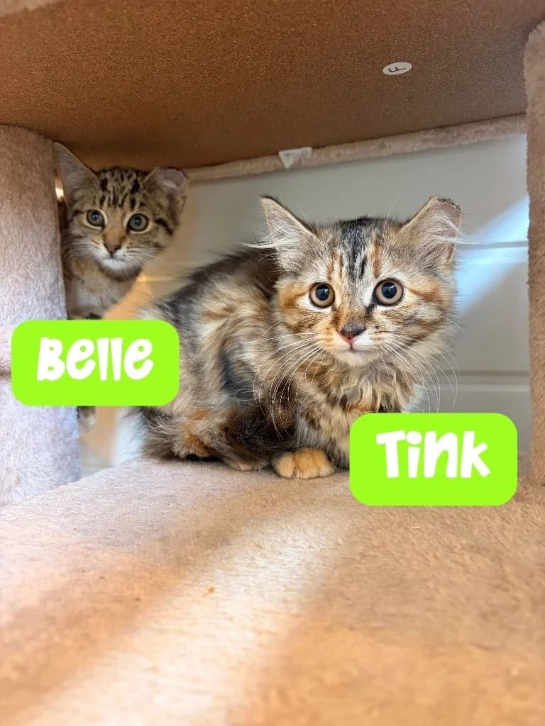 Tink &, Mixed Breed Cat for adoption at Thornberry Animal Sanctuary