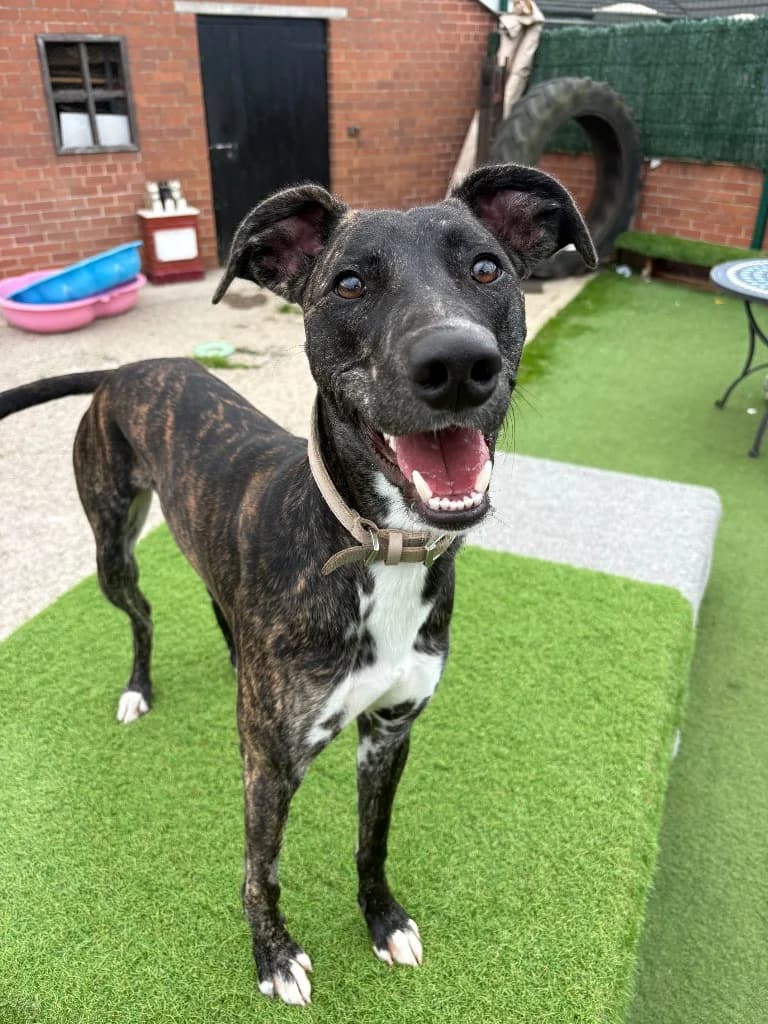 Sid, Lurcher for adoption at Thornberry Animal Sanctuary