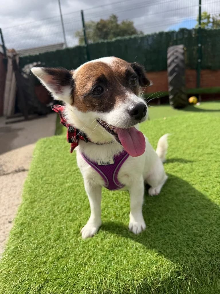 Sky, 6yo Jack Russell Terrier for adoption at Thornberry Animal Sanctuary