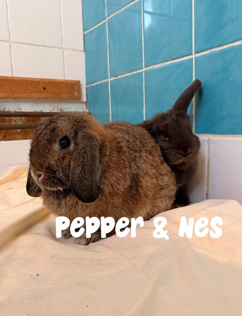 Pepper & Nes, mixed breed for adoption at Thornberry Animal Sanctuary