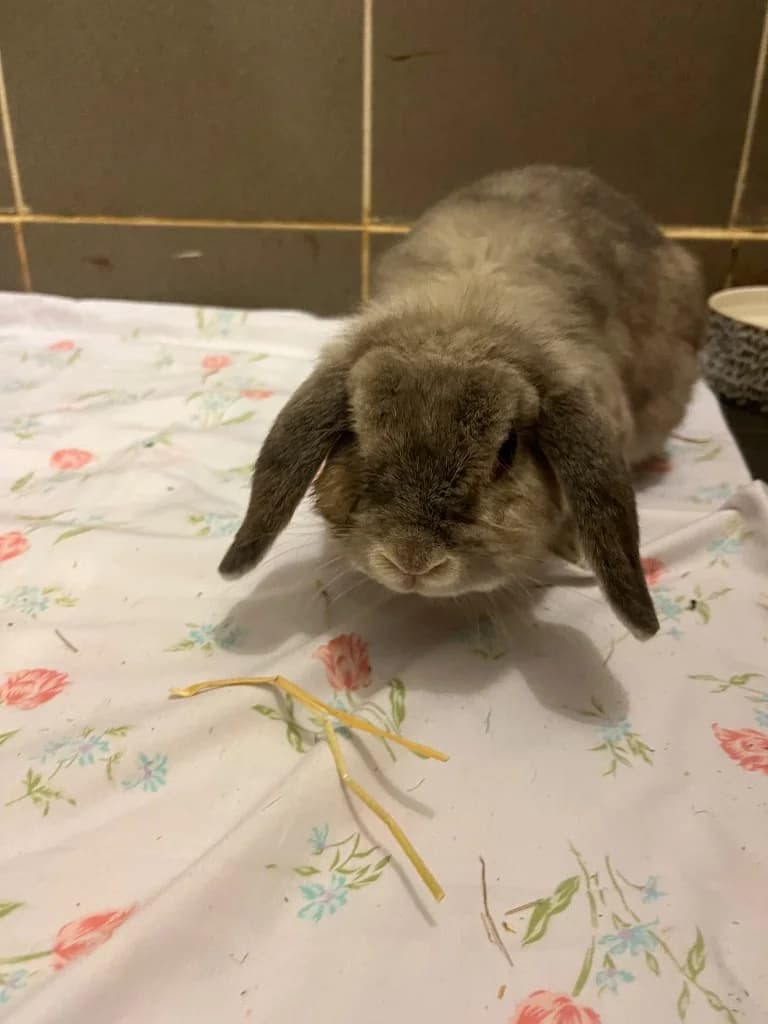 Azalea, 5yo mixed breed for adoption at Thornberry Animal Sanctuary