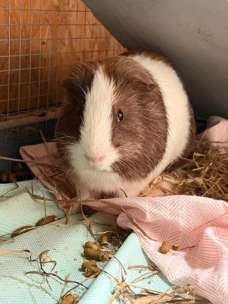 Turbo, Guinea Pig for adoption at Thornberry Animal Sanctuary
