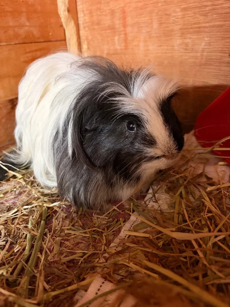 Tux, Guinea Pig for adoption at Thornberry Animal Sanctuary