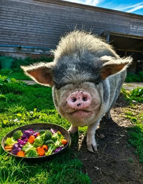 Fred, senior mixed breed for adoption at Thornberry Animal Sanctuary