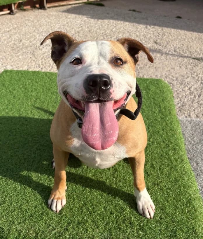 Reggie, 5yo Staffordshire Bull Terrier for adoption at Thornberry Animal Sanctuary